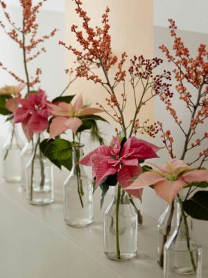 Božićna zvijezda: kako je njegovati da potraje što dulje