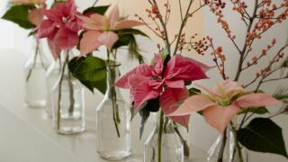 Božićna zvijezda: kako je njegovati da potraje što dulje