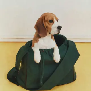 PAMUČNA TORBA ZA LJUBIMCE, Zara Home